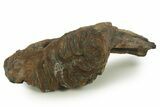 Fossil Woolly Mammoth Molar - Siberia #377772-4